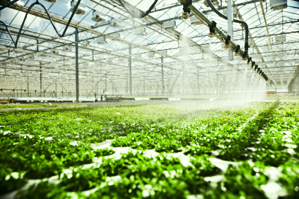 Greenhouse,Watering,System,In,Action